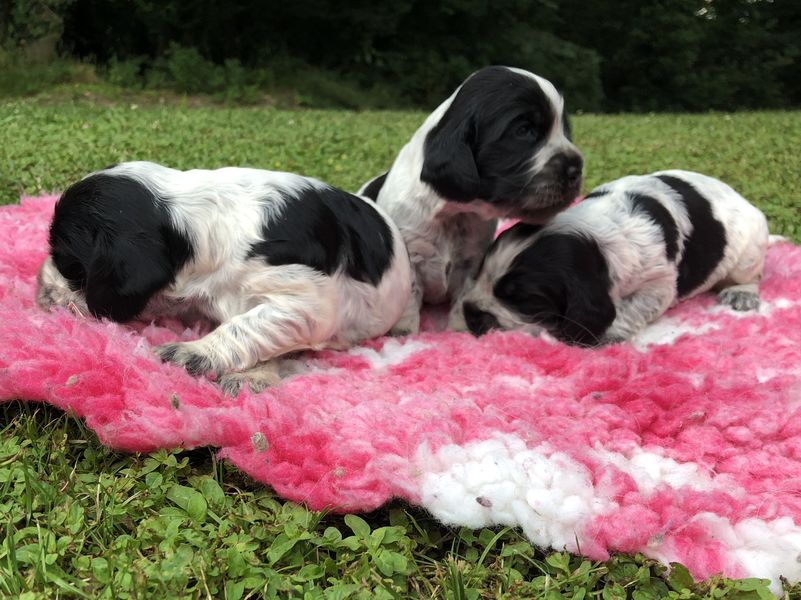 chiots001