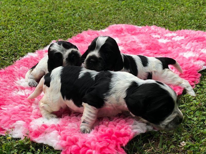 chiots005