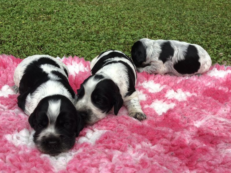 chiots007