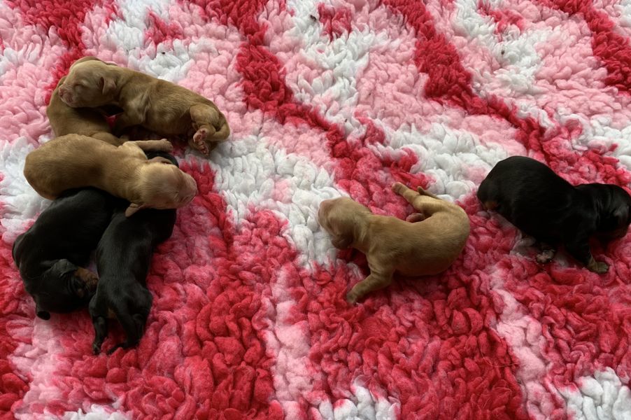 chiot01