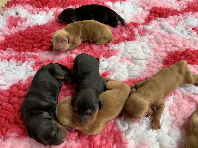 chiot06