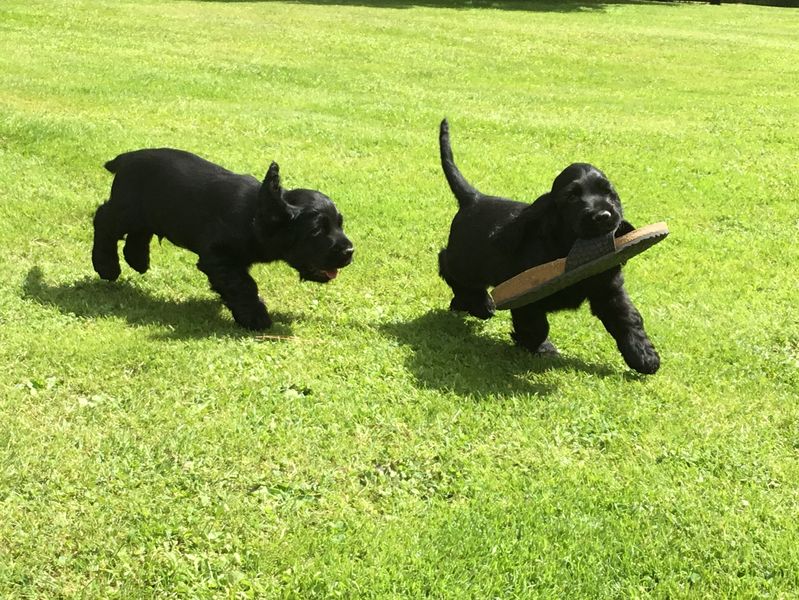 chiots3001