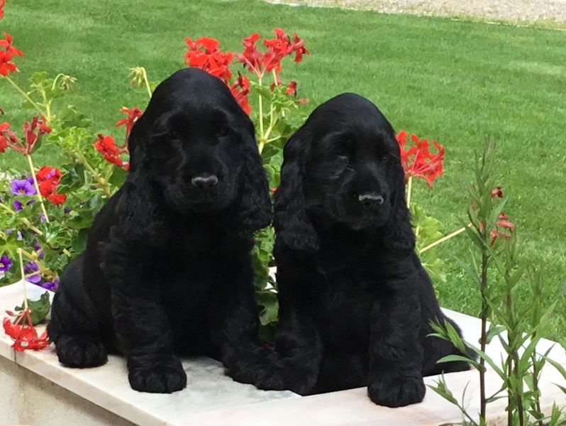 chiots3004