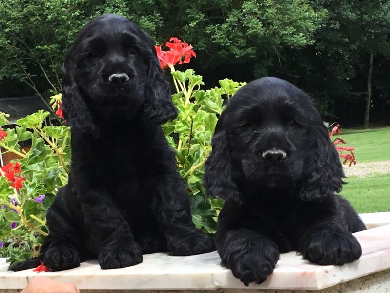 chiots3007