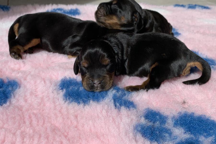 chiot01