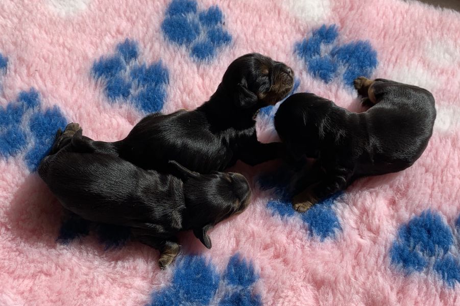 chiot03